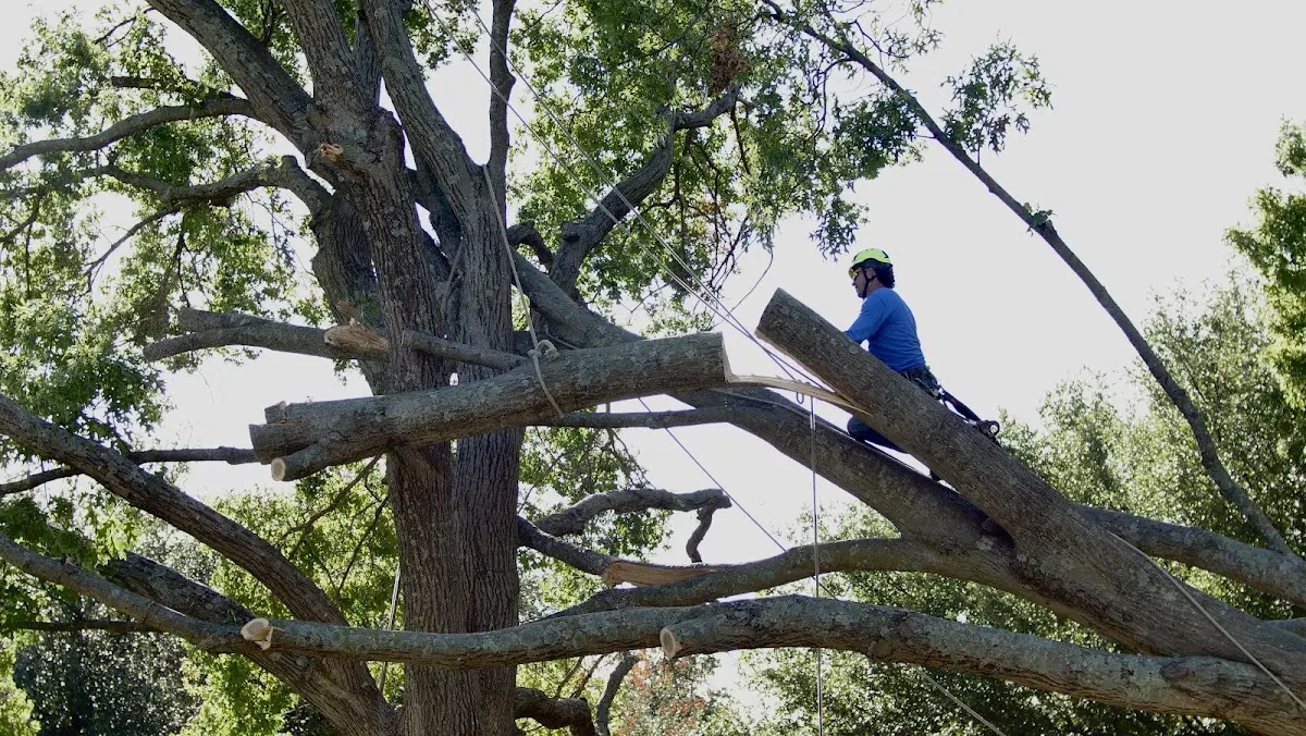 Professional Crown Thinning performed by certified arborists in Davis Junction