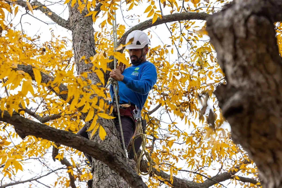 Skilled Storm Damage Cleanup crew working in Davis Junction